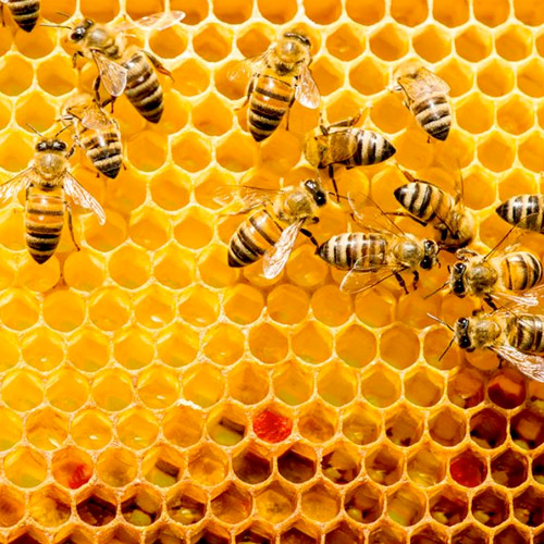 Abejas en colmena